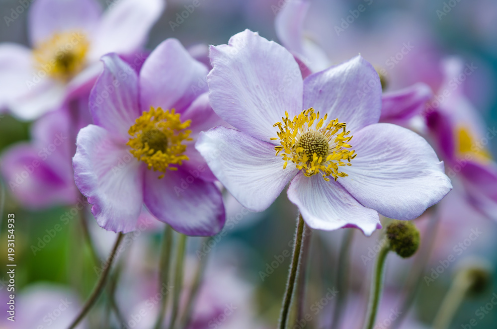 Perennial flowers Japanese windmill Perennial flowers Japanese windmill