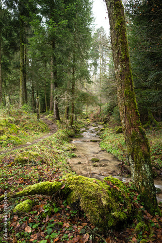 creek in a forest