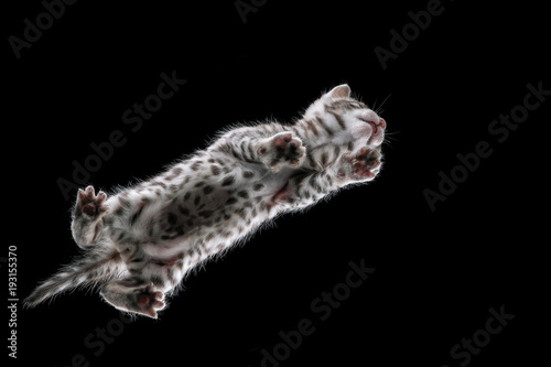 Under Bengal Kitten Silver © Andreas Krappweis