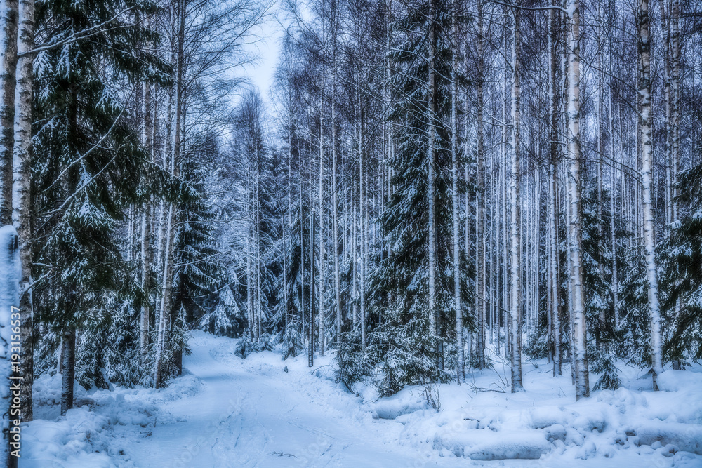 Spruce forest is in winter under the snow Spruce forest is in winter under the snow