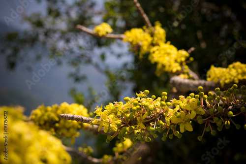 Yellow flowers in tree