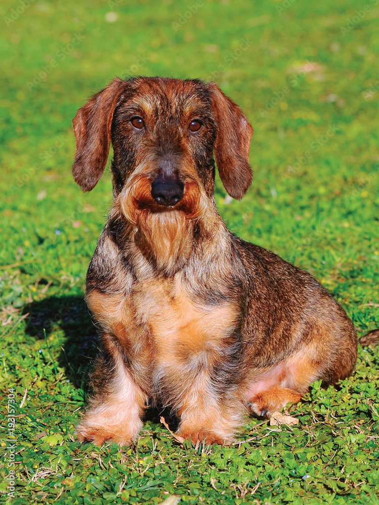 Beautiful dachshund puppy dog portrait. Beautiful dachshund puppy dog portrait.
