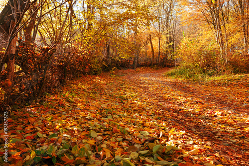 landscape of bright sunny autumn forest with orange foliage and trail