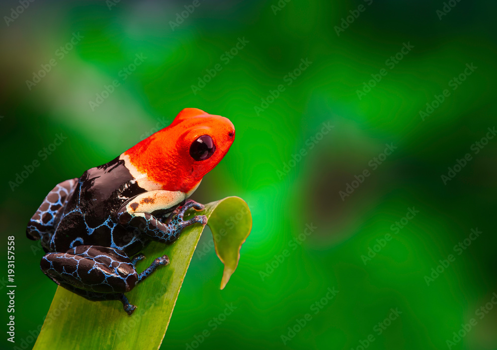 Obraz premium Red headed poison dart frog , ranitomeya fantastica. A poisonous small rainforest animal living in the Amazon rain forest in Peru.