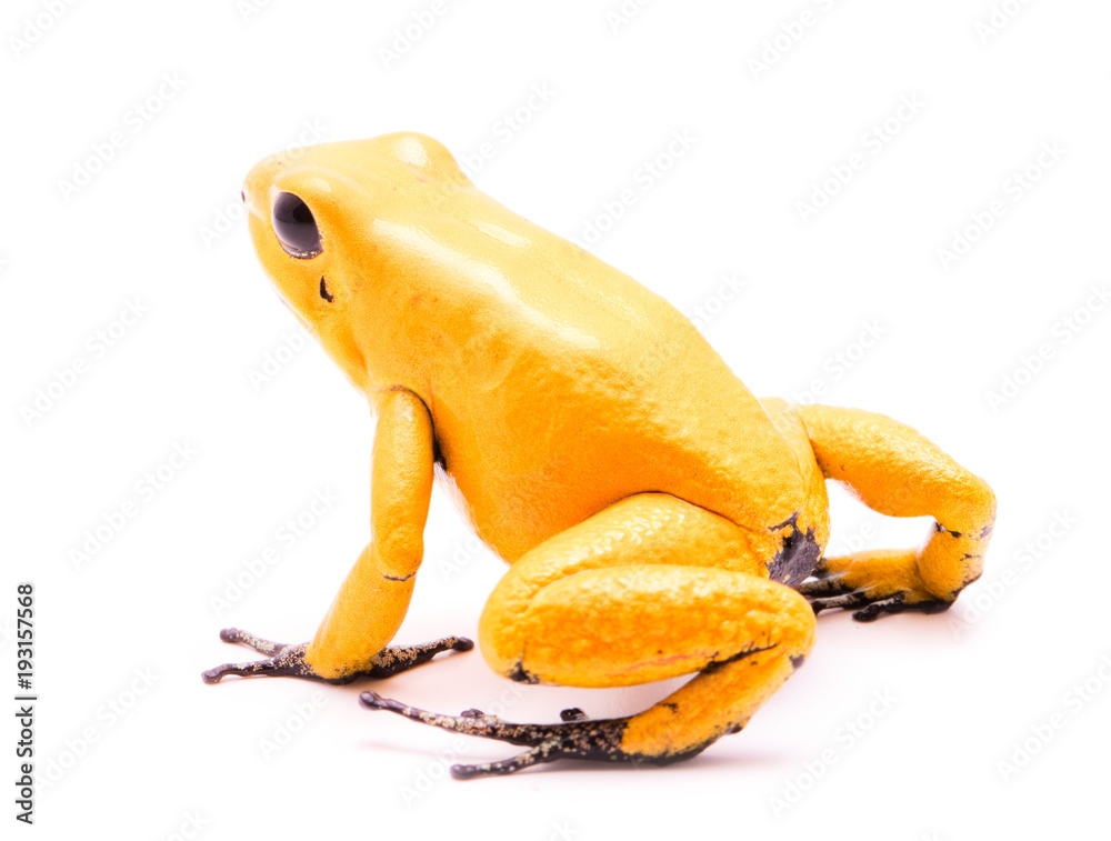 Fototapeta premium poison dart frog, Phyllobates terribilis yellow. Most poisonous animal from the Amazon rain forest in Colombia, a dangerous amphibian with warning colors. Isolated on white.