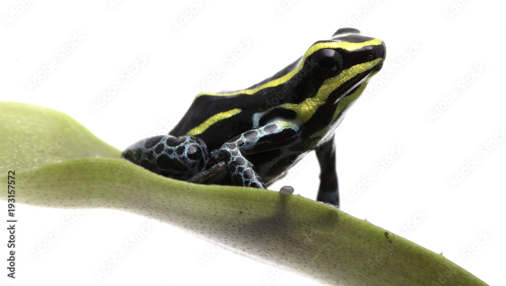 Obraz premium Small yellow striped poison dart frog, Ranitomeya ventrimaculata Rodyll from the Amazon rain forest in Peru Isolated on white background