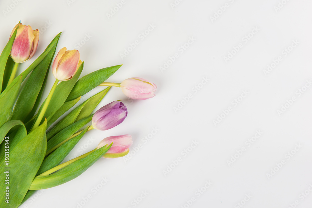 Tulips on white background for Mother's Day, spring time or Easter theme.