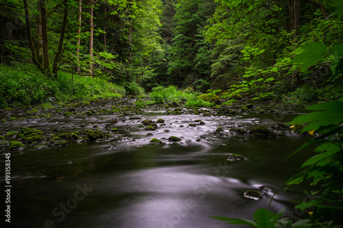 Bach im Wald