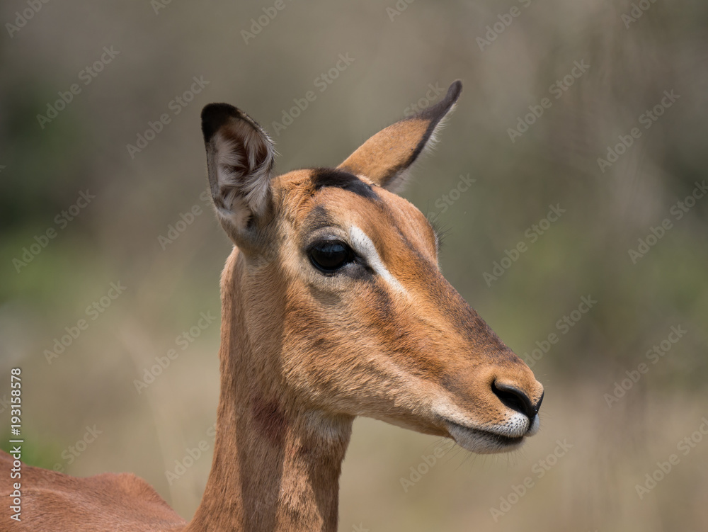 Portrait de profil, d'une antilope, impala à l'affut. Portrait de profil, d'une antilope, impala à l'affut.