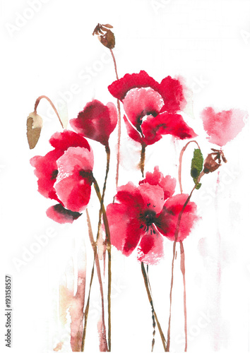 Delicate blossoming poppies on a hot summer day. Elegant red poppies.