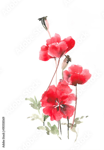 Gentle red poppy. Wild poppies. Watercolor poppy.