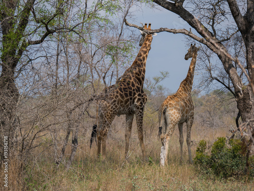 Girafe femelle avec girafon regardant l'horizon dans la savane.