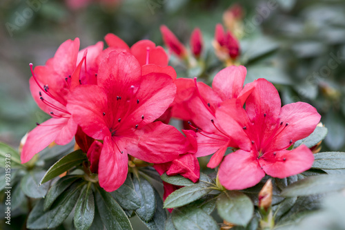 Brightly red azalea flowers close-up. photo