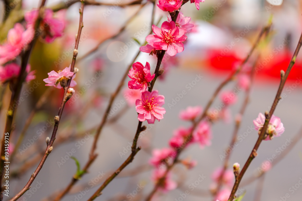 Soft focus of sweet Chinese plum blossom flower Soft focus of sweet Chinese plum blossom flower
