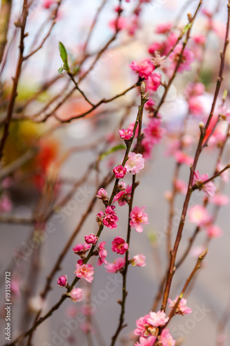 Soft focus of sweet Chinese plum blossom flower
