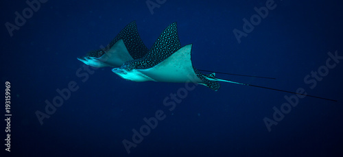Spotted eagle ray on coral reef of the island Cozumel