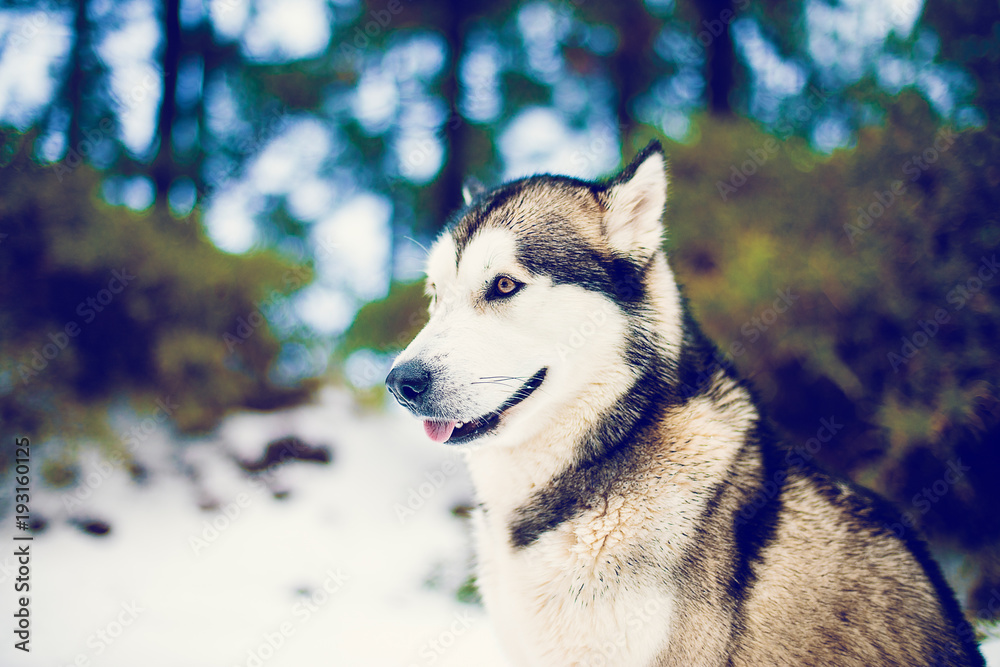 Content dog in snows of woods