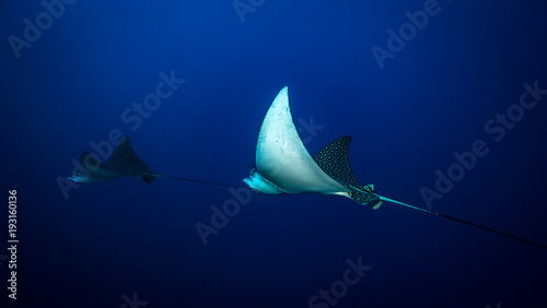 Spotted eagle ray