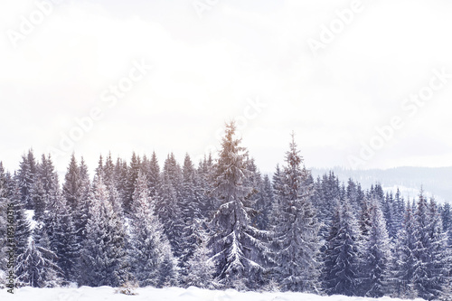 Winter wonderland snow on fir trees    © 2207918