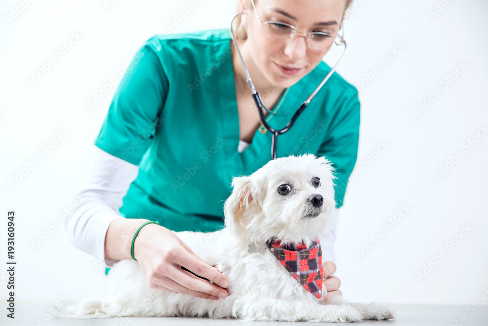Female vet examinates a dog using a stethoscope Female vet examinates a dog using a stethoscope