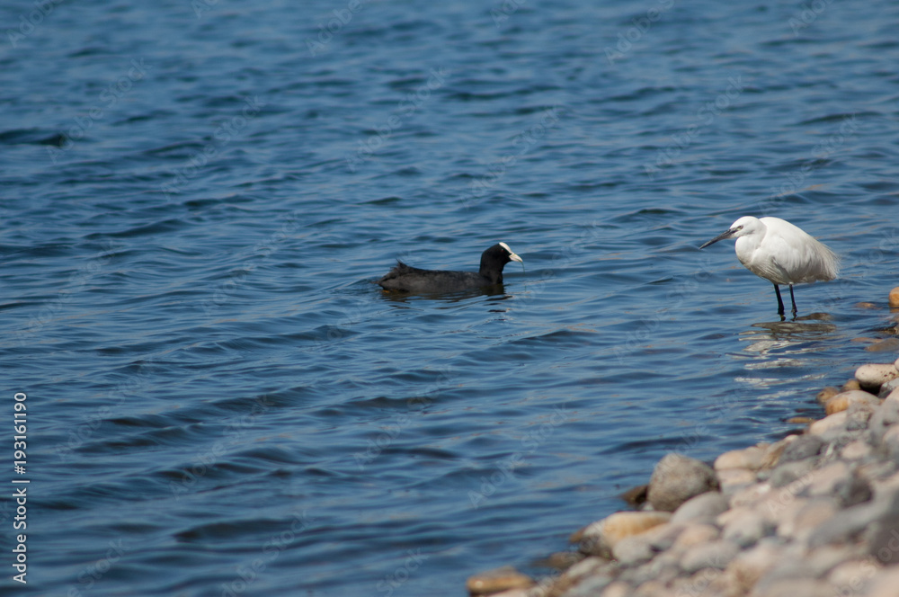 Little egret (Egretta garzetta) and Eurasian coot (Fulica atra). El Fraile lagoon. Arona. Tenerife. Canary Islands. Spain. Little egret (Egretta garzetta) and Eurasian coot (Fulica atra). El Fraile lagoon. Arona. Tenerife. Canary Islands. Spain.