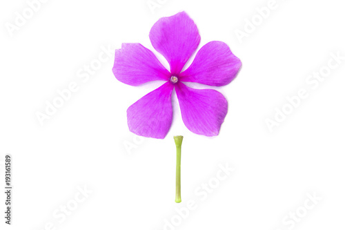 Vinca rosea flower isolated on white background.