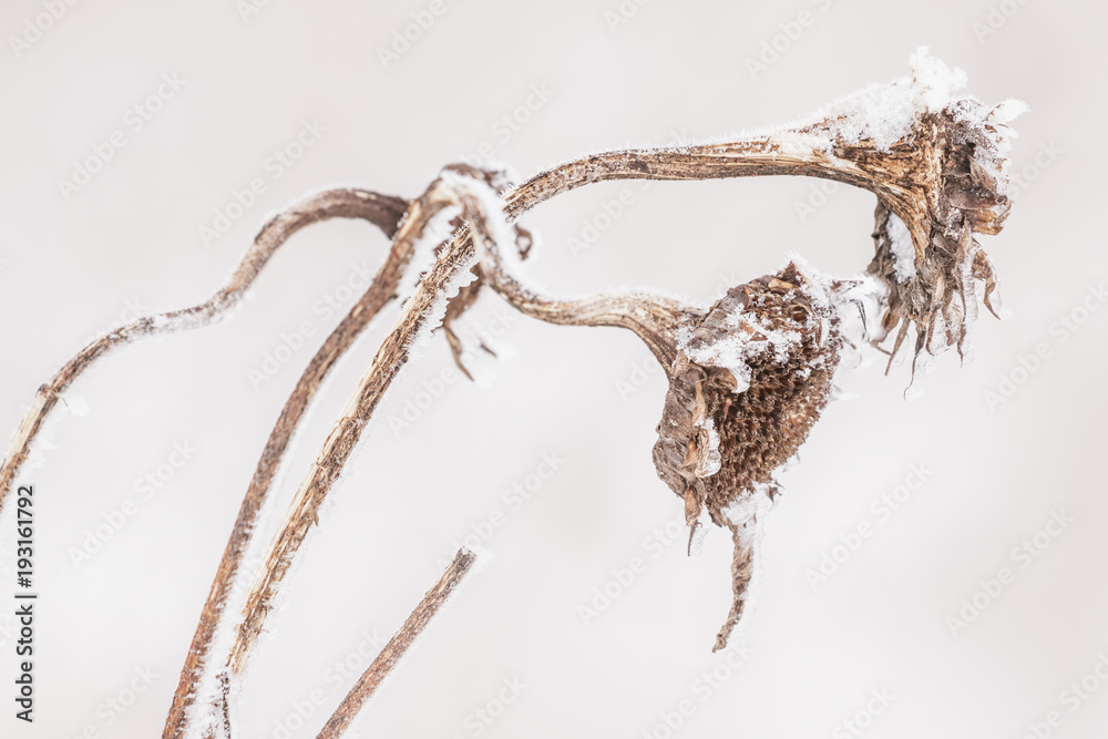 Detailed close-up photo of two dry, frozen sunflowers at winter