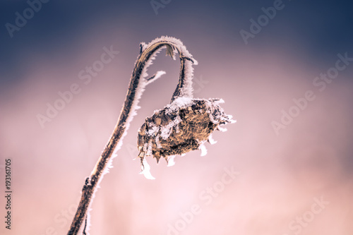 Detailed close-up photo of a dry, frozen sunflower at winter