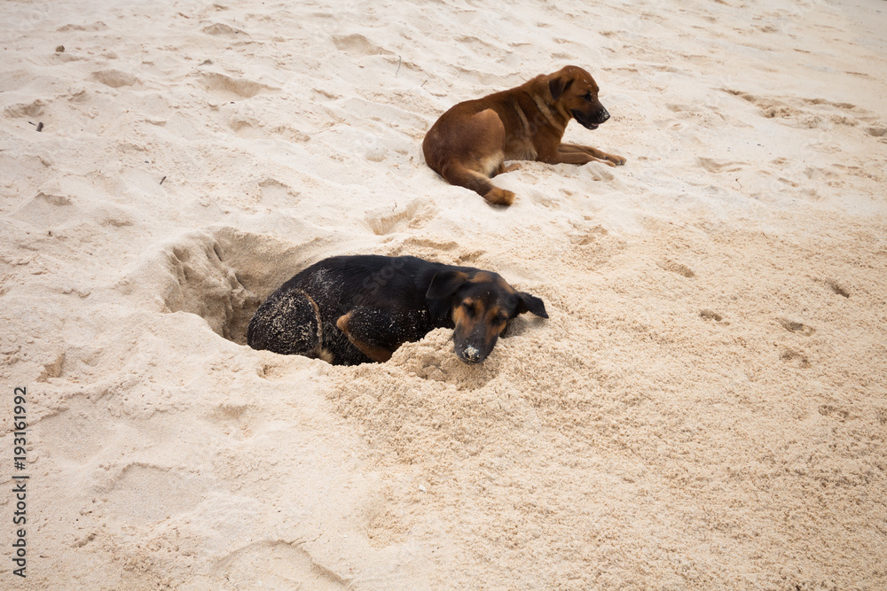 Dogs sleep on the sand happily. Dogs sleep on the sand happily.