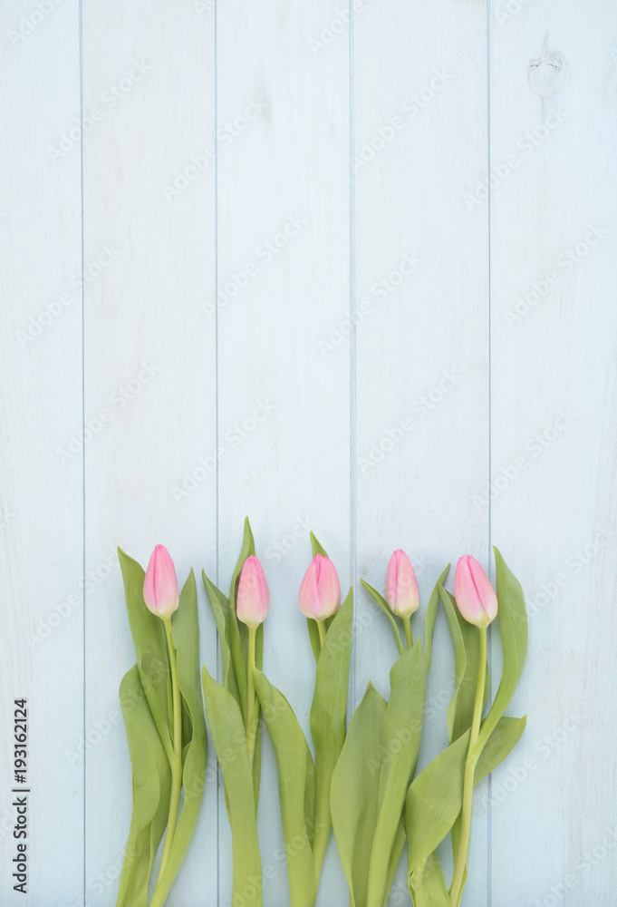 Tulipanes de color rosa sobre fondo de madera azul Stock Photo | Adobe Stock