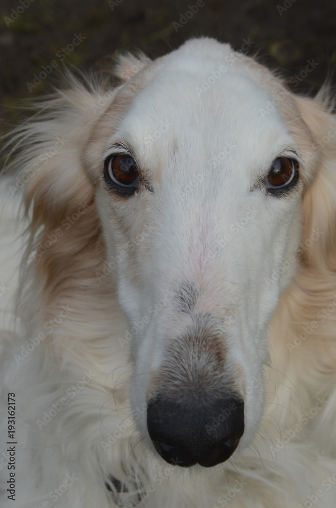 Fototapeta premium Closeup of a Borzoi dog's face in direct front view