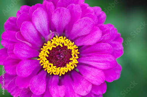 Zinnia flower macro view photography. Elegant red violet petals plant on blurred green background. Copy space, shallow depth of field
