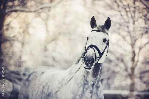 Fototapeta Naklejka Na Ścianę i Meble -  Portrait of a gray sports horse