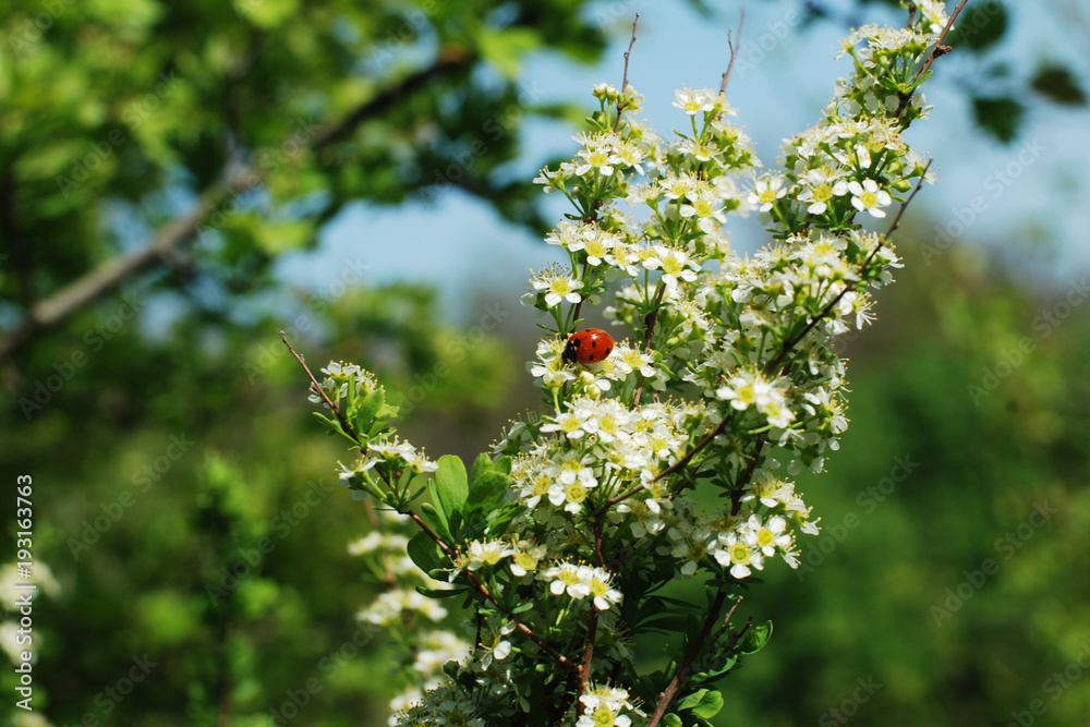 Божья коровка на цветках