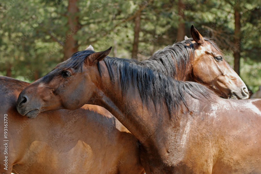 Fototapeta premium Две лошади