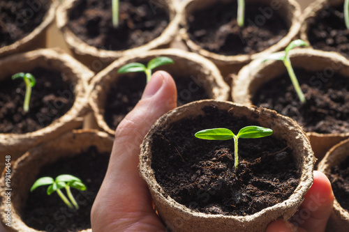 Seedlings in peat pots. Spring planting of vegetable plants.
