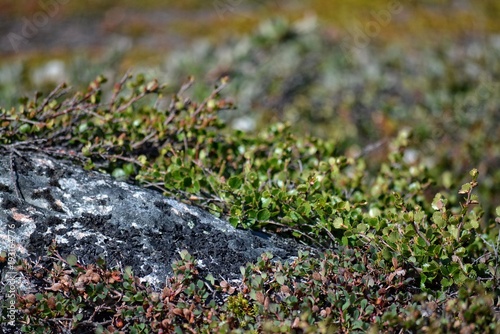 nature in Greenland Ilulissat