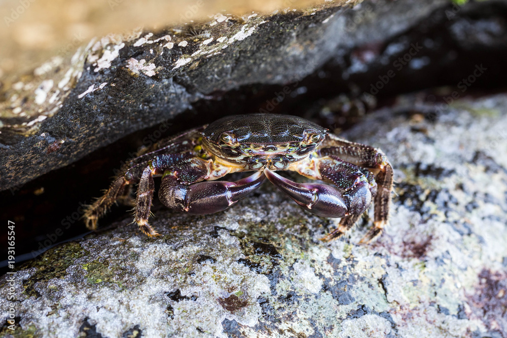 Crab, macro