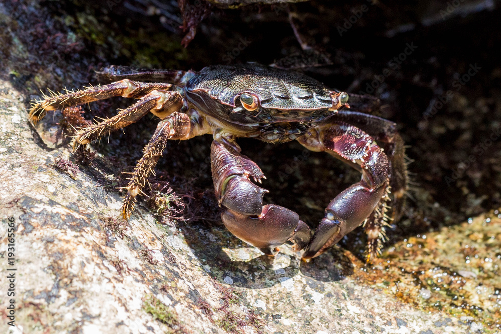 Crab, macro