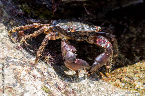 Crab  macro