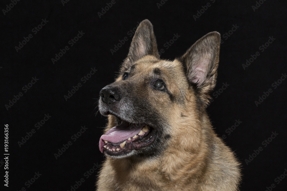 Portrait eines deutschen Schäferhundes Portrait eines deutschen Schäferhundes