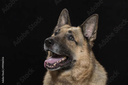 Portrait eines deutschen Schäferhundes © Hans und Christa Ede