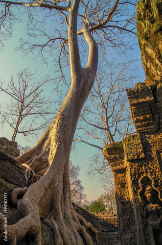 Tree growing out of the Ta Prohm temple ruins. Silk-cotton tree (Ceiba pentandra) or thitpok Tetrameles nudiflora, with roots of a spung running along the wall. In beams of the evening sun. Cambodia photo
