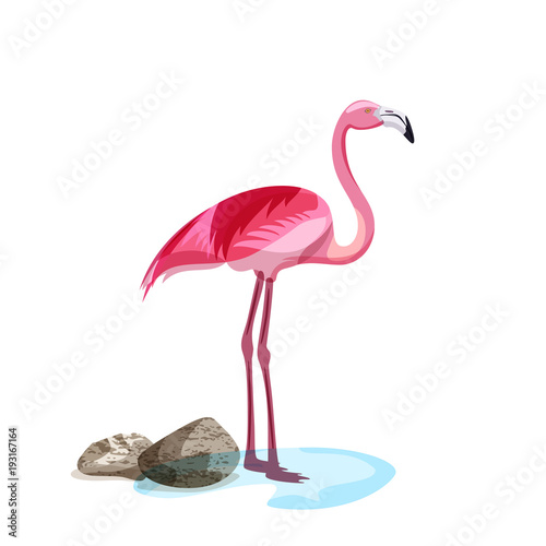 Tropical pink flamingo bird stands in water. Vector hand drawn illustration isolated on white background.