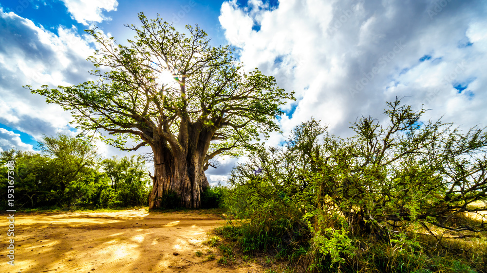 Obraz premium Słońce świeciło przez drzewo Baobab w Parku Narodowym Krugera w RPA