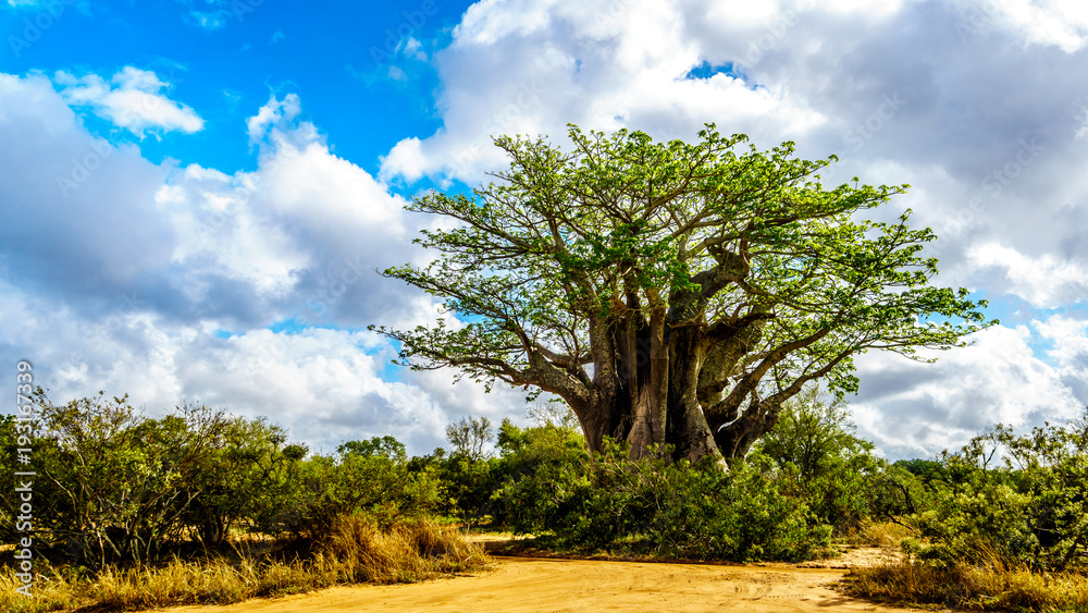 Naklejka premium Baobab Drzewo pod częściowo błękitnym niebem wiosną w Parku Narodowym Krugera w RPA
