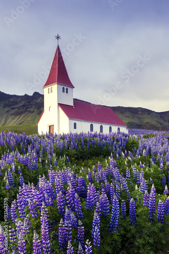 Lutheran Myrdal church surrounded by blooming lupine flowers, Vik, Iceland.