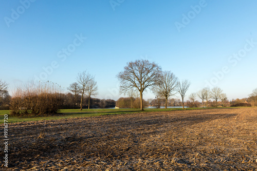 field with trees in winter