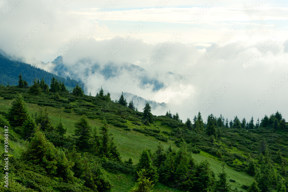 Picturesque summer landscape in foggy day in Carpathian mountains. Lush green forest from pine tree on backgound. Travel background concept Picturesque summer landscape in foggy day in Carpathian mountains. Lush green forest from pine tree on backgound. Travel background concept