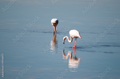 Flamingoes in Spain © Jennifer de Montfort